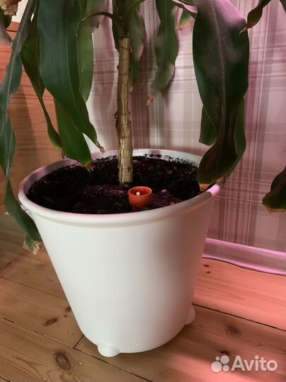 Пальма драцена душистая