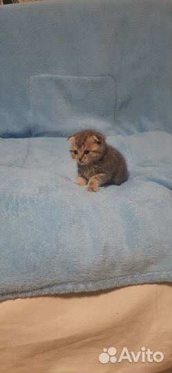 Котята шотланские