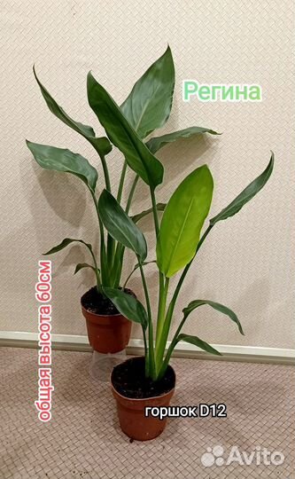 Стрелиция Регина королевская