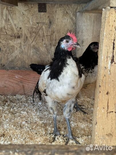 Петухи Лакенфельдер