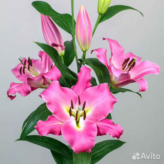 Лилии луковицы