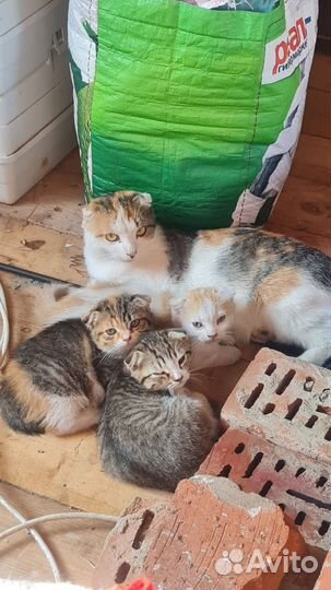 Отдам котят