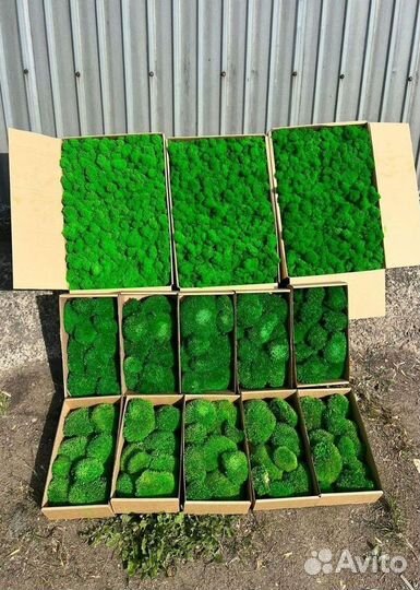 Мох стабилизированный зеленый и красный