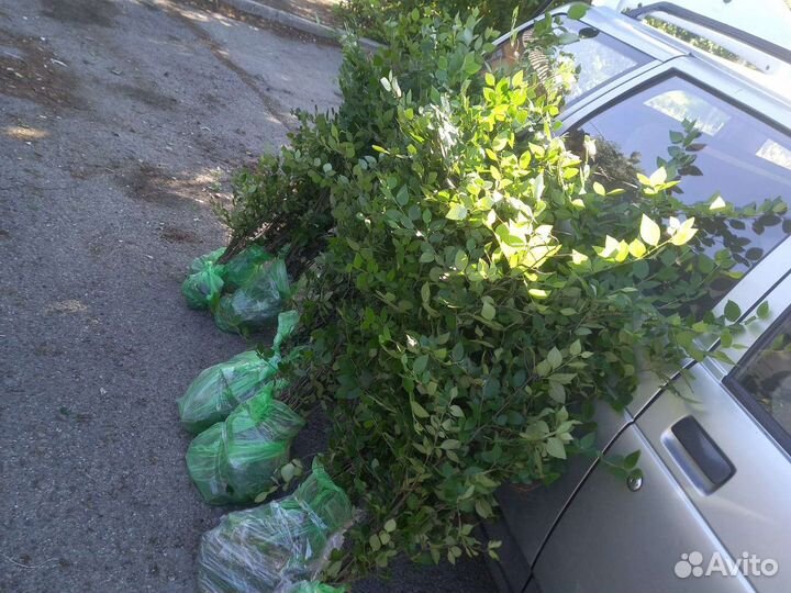 Кизильник блестящий