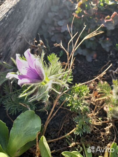 Растения для сада