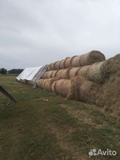 Сено в рулонах