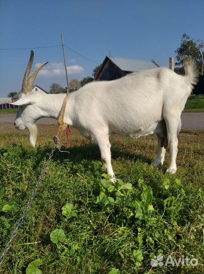 Козы молочные