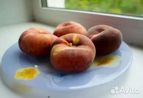 Саженцы персика инжирный