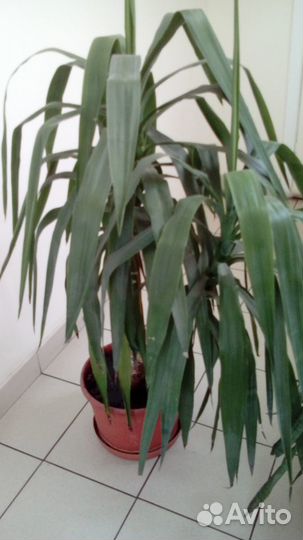 Продается пальма