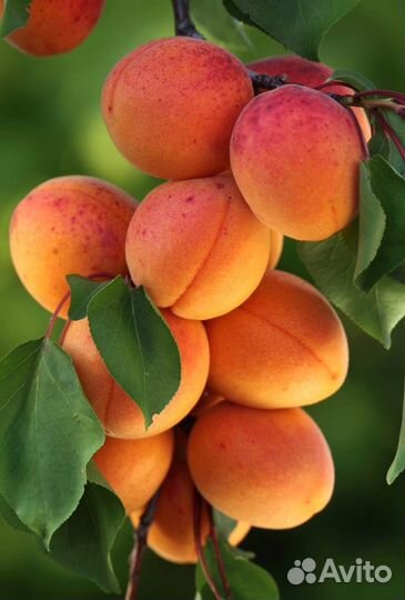 Абрикос