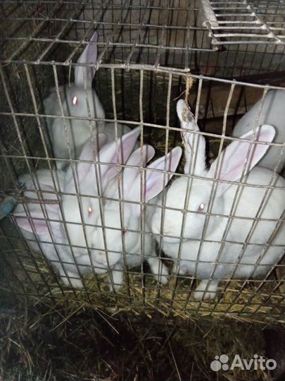 Кролики белый великан,бургундские
