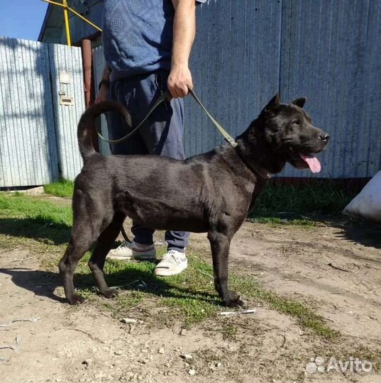 Собака в дар