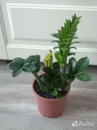 Замиокулькас Зензи