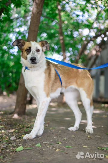 Молодая собачка в поиске любящей семьи