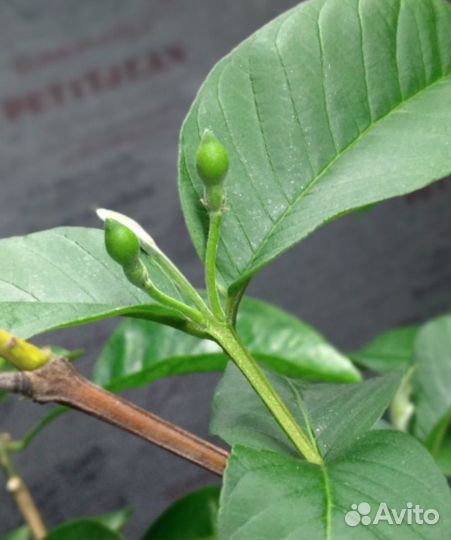 Псидиум гуайява