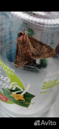 Огромная моль Аркадий