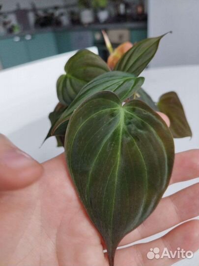 Филодендрон сциндапсус эпипремнум