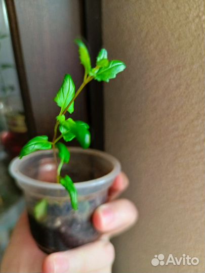 Черенки диасция