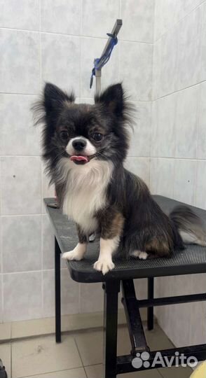 Тигровый Чихуахуа кобель, вязка