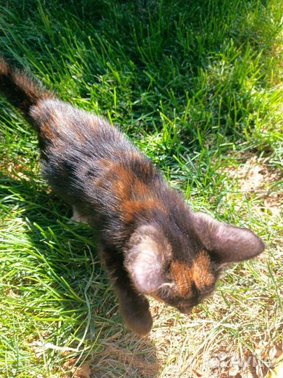 Кошечка, котенок необыкновенно красивого окраса