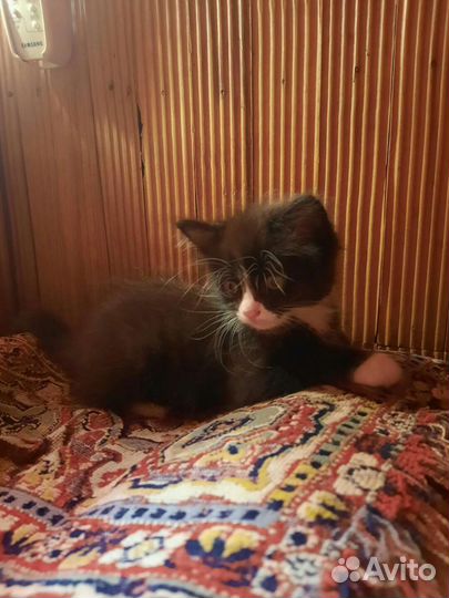 Котенок мальчик бесплатно