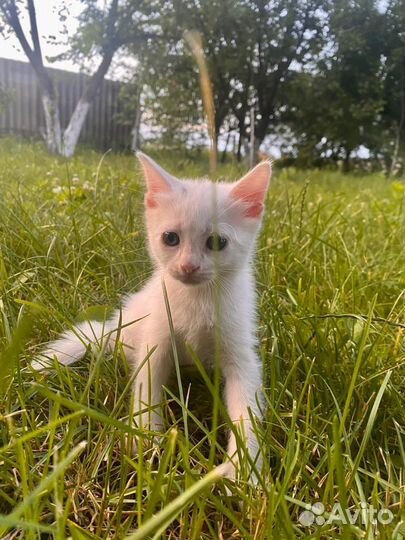 Котята в добрые руки бесплатно