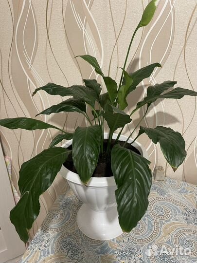 Спатифиллум
