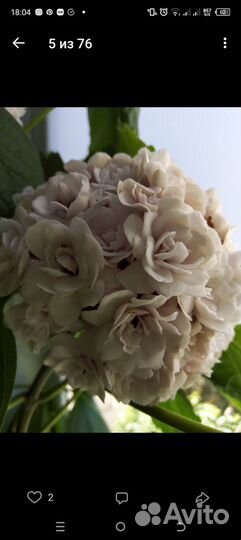 Клеродендрум филиппинский