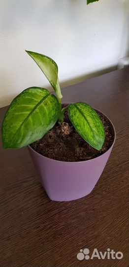 Цветы комнатные