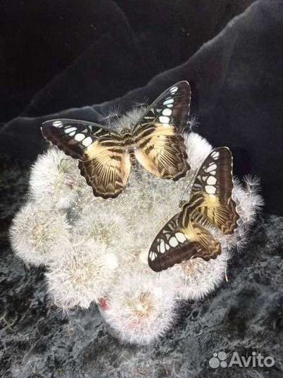 Бабочки к вашему дню