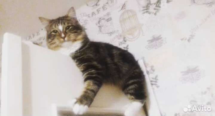 Передержка собак, кошек, морских свинок, кроликов