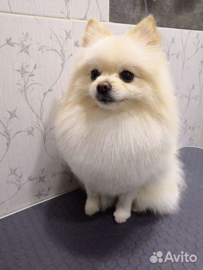 Стрижка собак и кошек