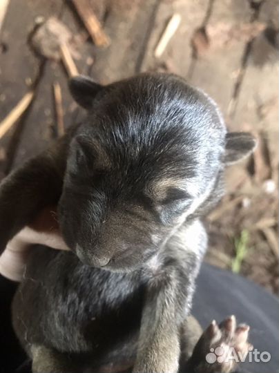 Щенки немецкой овчарки