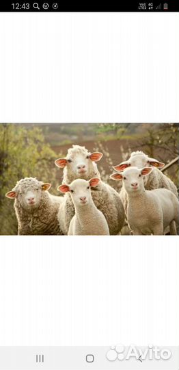 Овцы