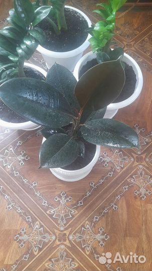 Фикус черный принц