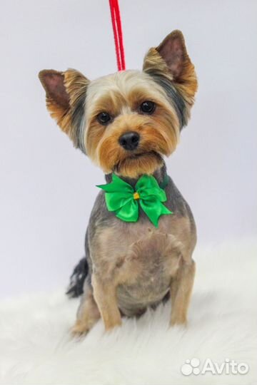 Стрижка собак на обьгэс