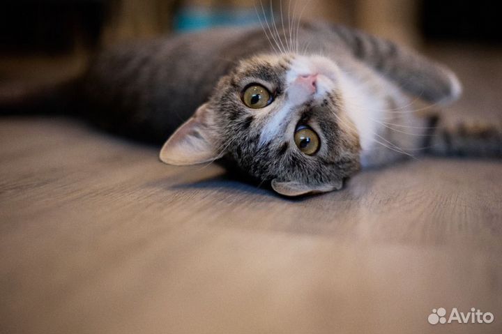 Кошечка по имени Саша