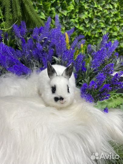 Супер-мини кролики Царские