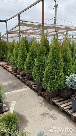 Туя смарагд