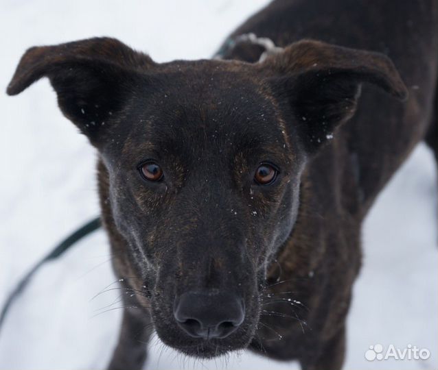 Кора тигровая красотка