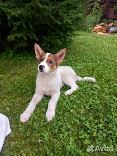 Очаровательный и умный парнишка