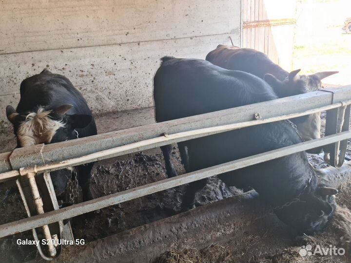 Быки на мясо живым весом