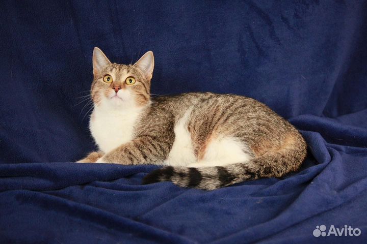 Молодая кошечка Элена