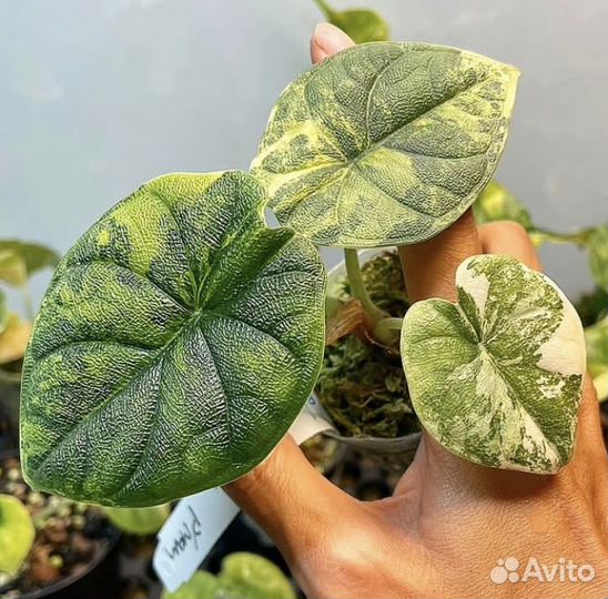 Алоказия мело аурея