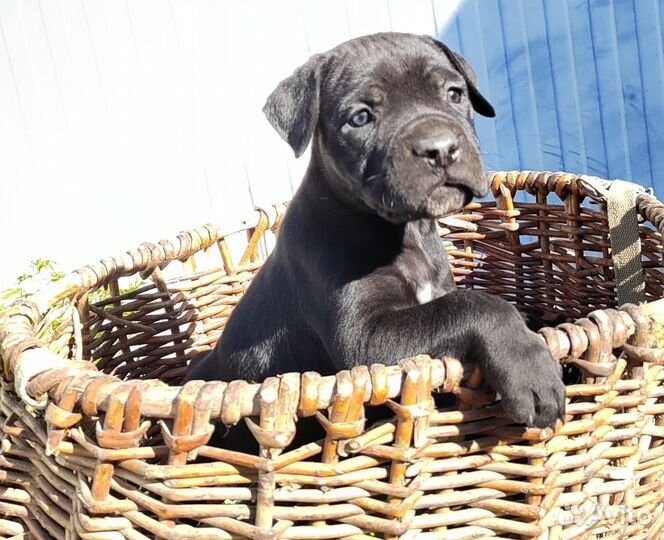 Кане Корсо щенки