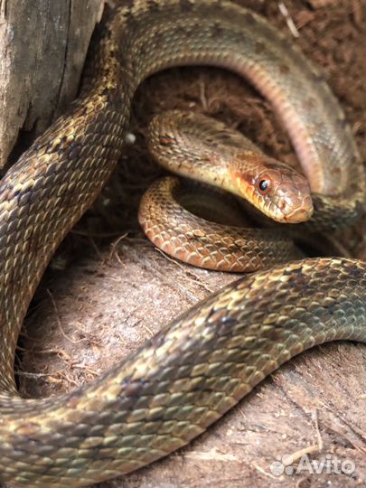 Узорчатый полоз