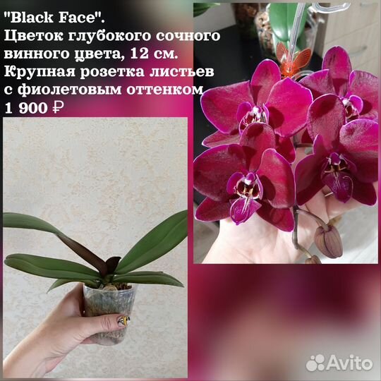 Орхидеи фаленопсис