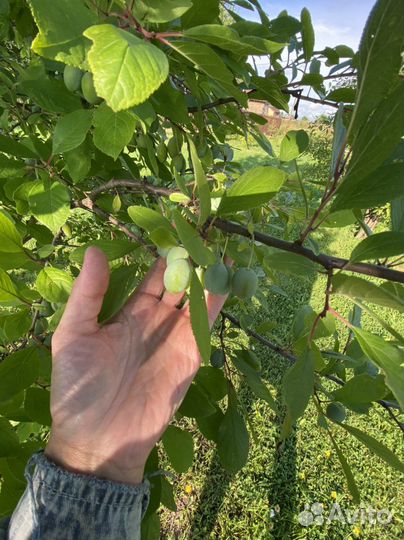 Саденцы сливы