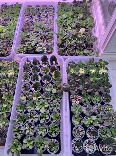 Домашние растения цветы