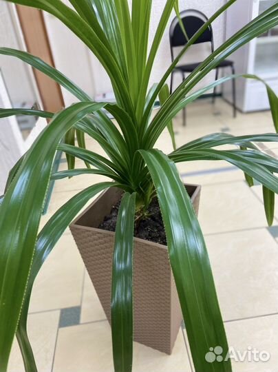 Комнатные цветы панданус, хлорофитум